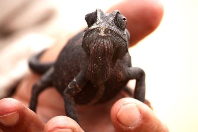 Close-up of chameleon