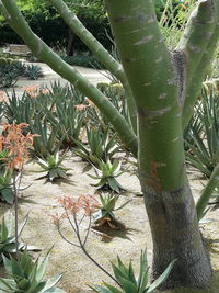 Close-up of cactus plant growing on tree trunk