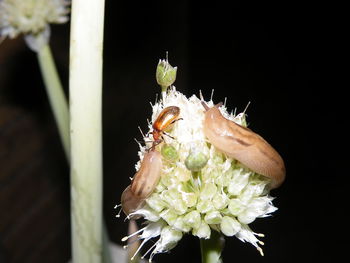 Close-up of insect on flower