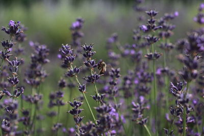 Close-up of bee pollinating on purple flowering plant