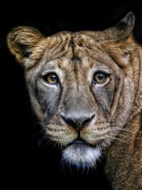 Close-up portrait of lioness over black background