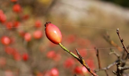 Close-up of berries growing on tree