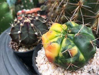 Close-up of fruits on cactus