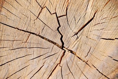 Full frame shot of tree stump