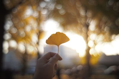 Cropped hand holding leaf during sunset