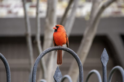 Close-up of bird perching on railing