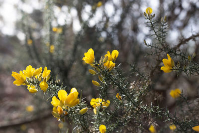 Close-up of yellow flowering plant