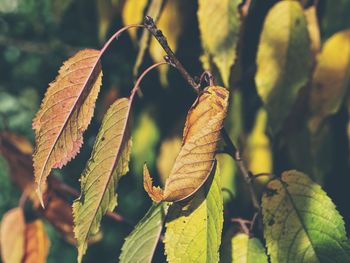 Close-up of dry leaves on branch