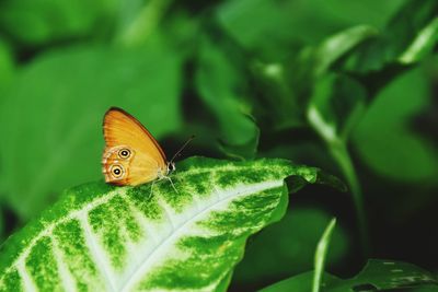 Close-up of butterfly on leaf