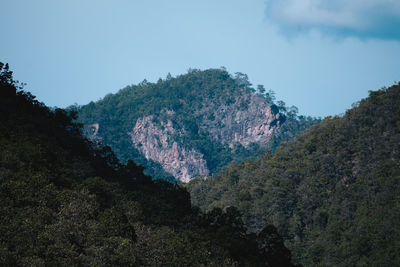 Low angle view of trees on mountain against sky