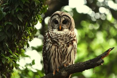 Owl perching on a branch