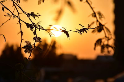 Close-up of silhouette plants against orange sky