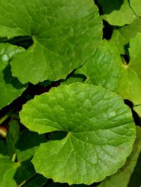 Full frame shot of leaf