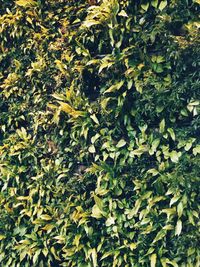 Full frame shot of plants