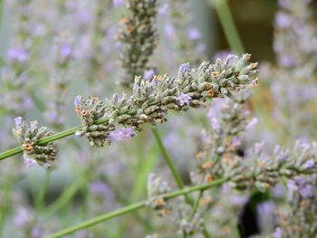 Close-up of honey bee on branch