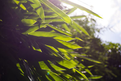 Close-up of plant against sky