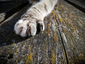 High angle view of a cat