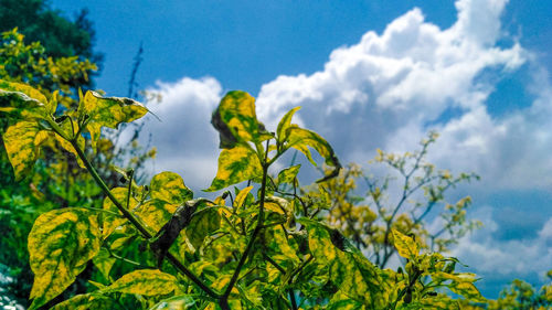 Low angle view of yellow leaves against sky