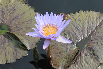 Close-up of lotus water lily