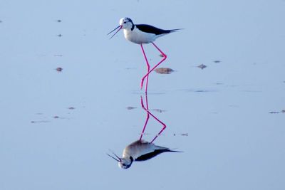 Reflection of stilt on calm lake