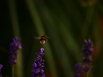 Close-up of bee pollinating on lavender