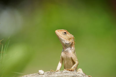 Close-up of a lizard