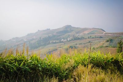 Scenic view of field against clear sky