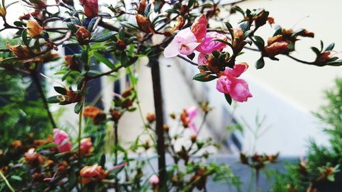 Close-up of pink flowering plant