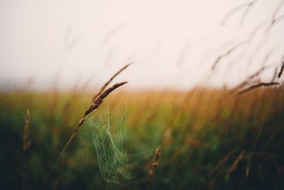 Close-up of wheat growing on field