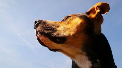 Close-up of dog against sky