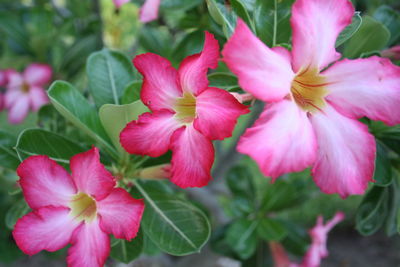 Close-up of pink flowers