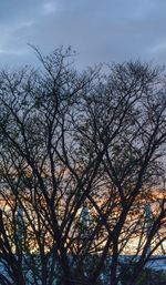 Low angle view of bare trees against sky
