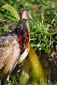 Close-up of a bird on field