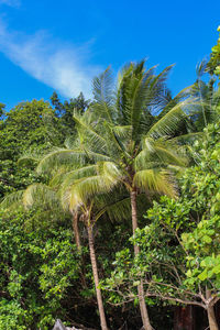 Low angle view of palm tree against blue sky