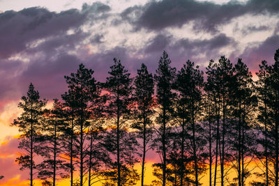 Low angle view of trees against sky during sunset