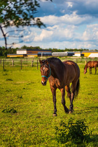 Horses in a field