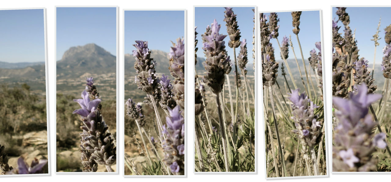 flower, plant, clear sky, mountain, growth, nature, blue, transfer print, sky, beauty in nature, built structure, day, sunlight, no people, architecture, auto post production filter, outdoors, building exterior, fragility, low angle view