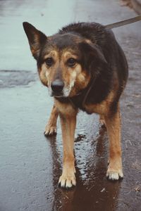 Portrait of dog standing on street