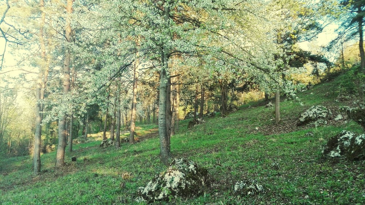 tree, plant, land, nature, day, forest, growth, beauty in nature, tranquility, landscape, tranquil scene, no people, tree trunk, trunk, environment, scenics - nature, outdoors, non-urban scene, autumn, grass, woodland, change