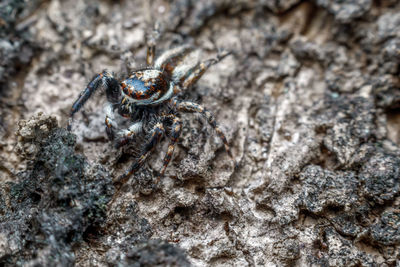 Close-up of spider on rock