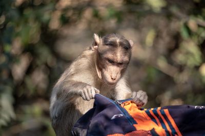 Close-up of monkey going through a bag