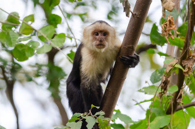 White-faced capuchin - cebus imitator in palo verde national park