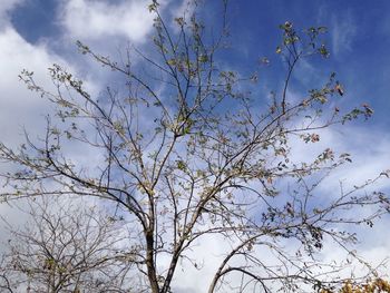 Low angle view of bare tree against sky