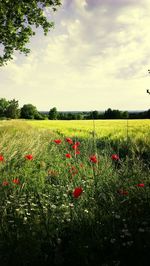 Plants growing on field