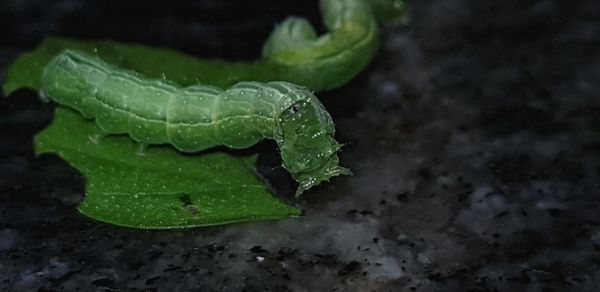 Close-up of raindrops on leaf