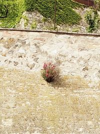 Plants growing on wall of building
