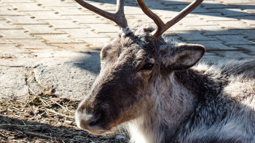 Close-up of deer