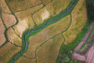 Full frame shot of agricultural field