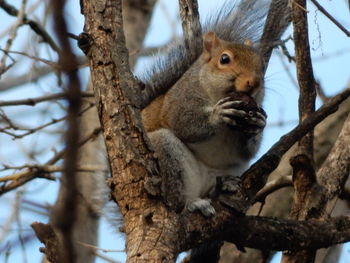 Low angle view of squirrel on tree trunk