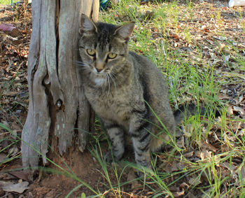 Portrait of cat